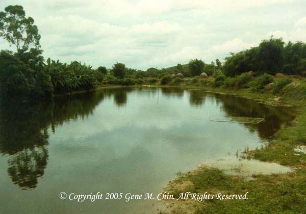 The Heqing Hamlet Pond photographed by Gene in 1985.