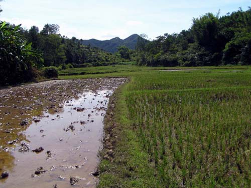 Picture taken by Yanying in 2007 - Fi Seim's (Yanying's grandfather) old rice paddy.
