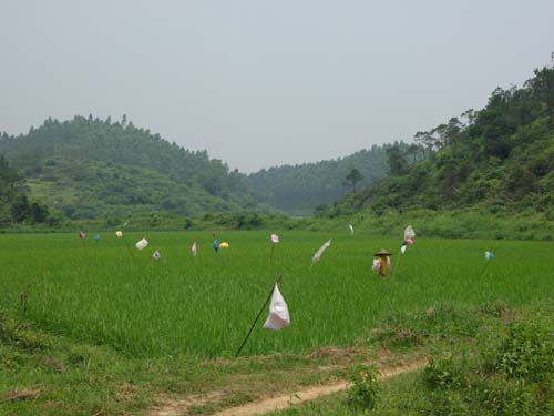Large Trunk Back 大箱背 taken by Yanying in 2008