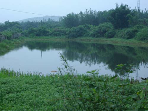 Village Pond 村池塘 taken by Yanying in 2008