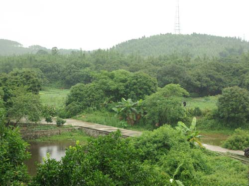 Village Orchard 果園 taken by Yanying in 2008